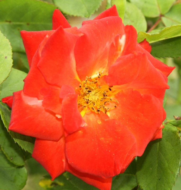 Orange Rose