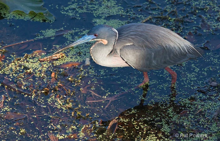Tricolored Heron on the Hunt - ID: 10092573 © Pat Powers