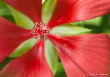 Red Hibiscus