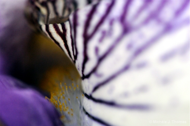 Lavender Iris  - ID: 10093520 © Michèle J. Thomas