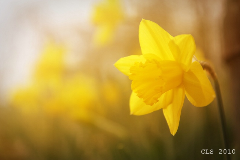 Dreamy Daffodil