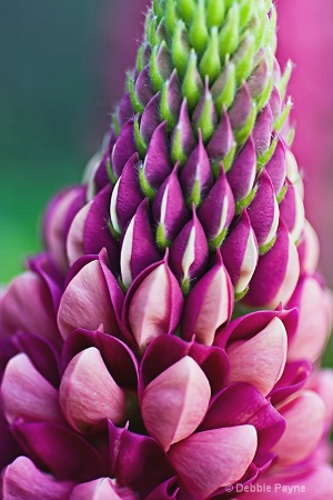 **LOOKING UP A LUPINE**