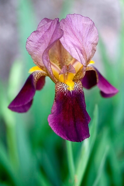 Bearded Iris