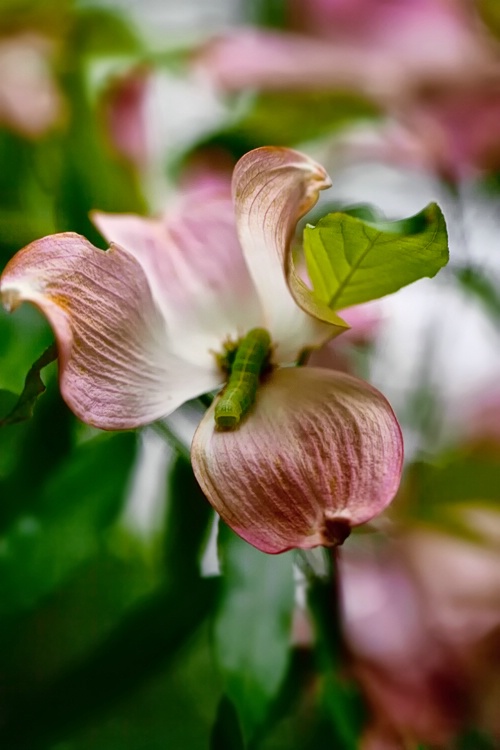 Pink Dogwood with Caterpillar