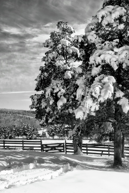 Twin Cedars in Winter - ID: 10094678 © John Singleton
