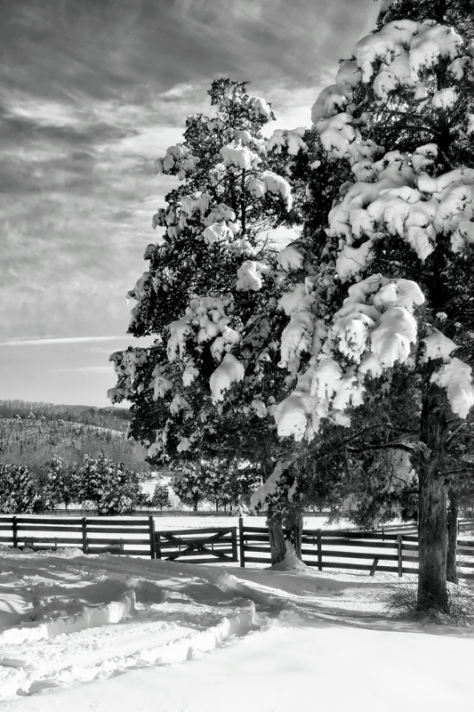 Twin Cedars in Winter