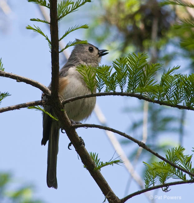 Tufted Titmouse - ID: 10094955 © Pat Powers