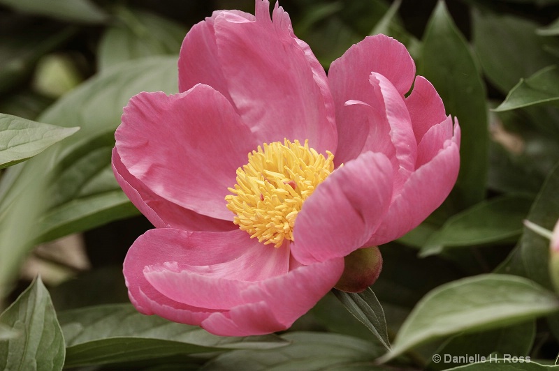 Spring's First Peonie