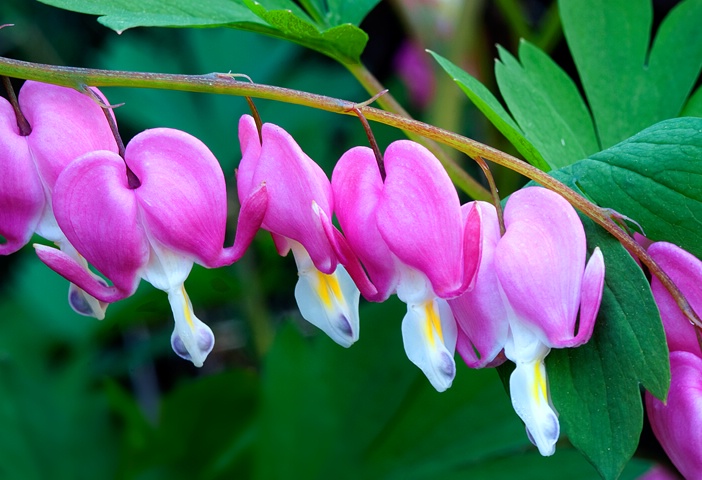 Bleeding Hearts (Domestic) - ID: 10096885 © Donald R. Curry