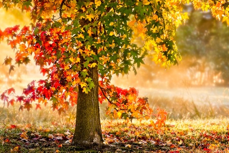 Autumn Liquid Amber, Orange