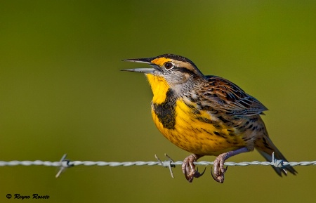 Singin' Meadowlark