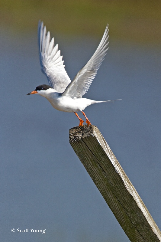 Tern Takeoff; Chincoteague NWR, Va.