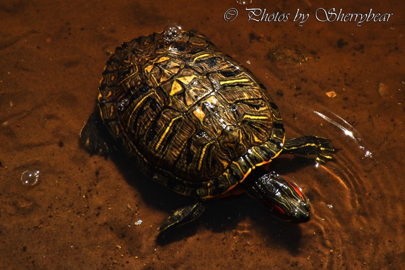 Red-Eared Slider