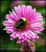 Busy Bee
