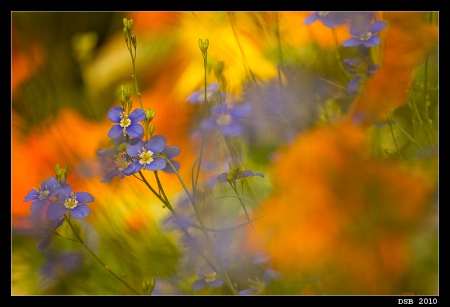 Blue Flax