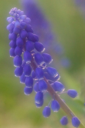 grape hyacinths with Sweet soft focus filter