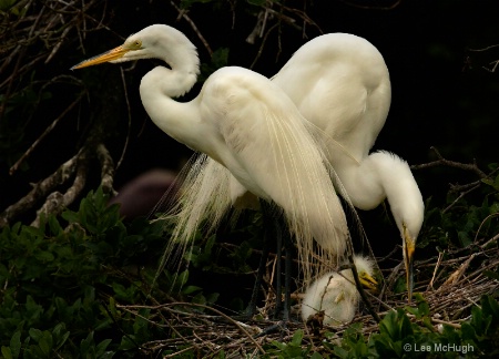 Great Egrets with Chicks