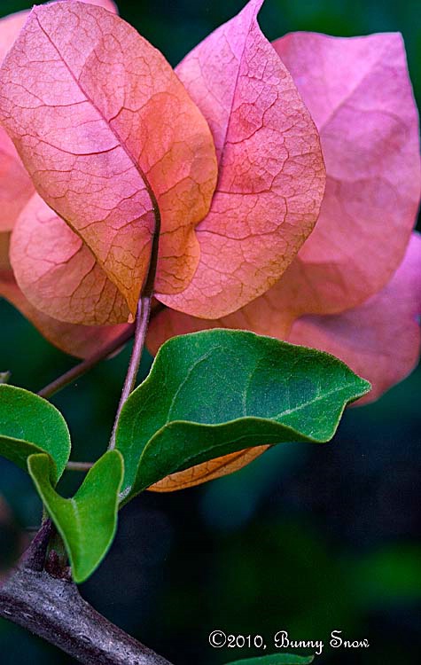 Softly lighted Bougainvillea 