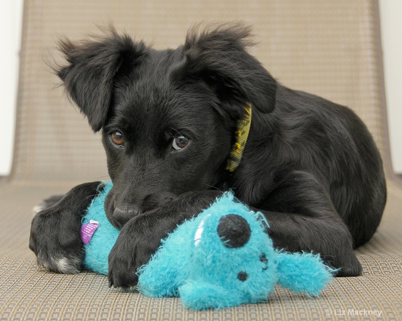 Mia in love with her blue doggie.