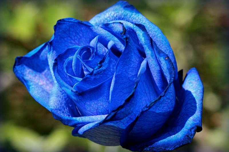 Blue Rose ll