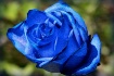 Blue Rose ll