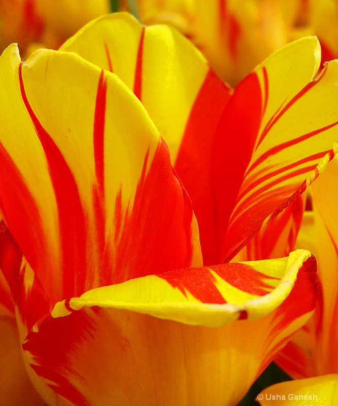 Flamed Tulip Petals