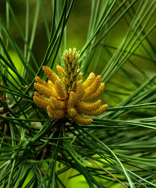 Hidden in the Pines