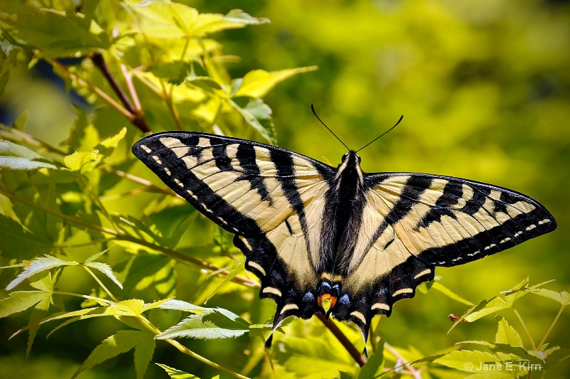 Swallow Tail