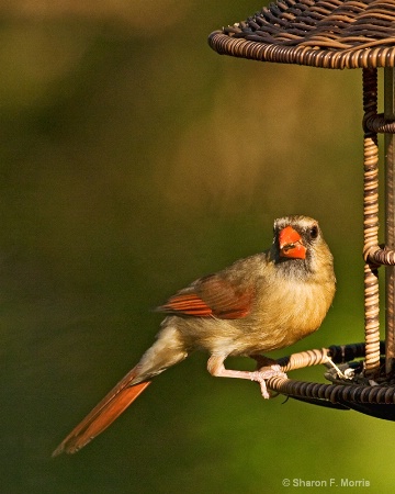 Lady Bird