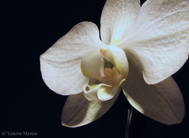 Orchid against black