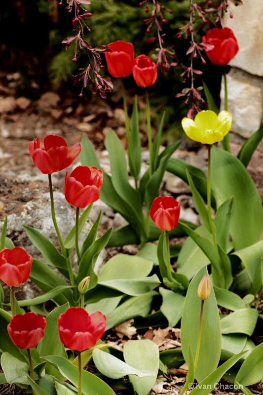 Next Door Garden