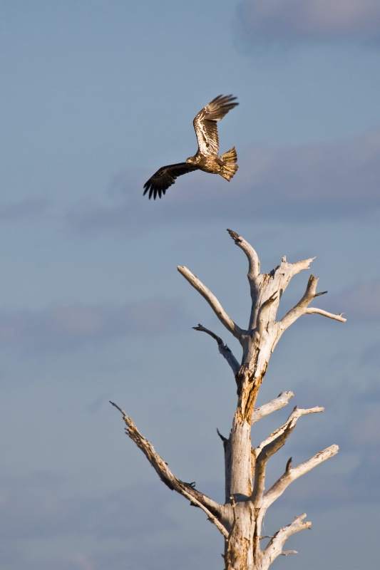 Immature Bald Eagle Taking Flight