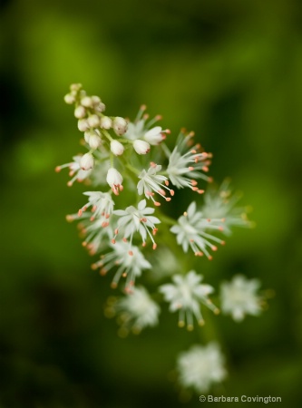 tiarella-cordifolia