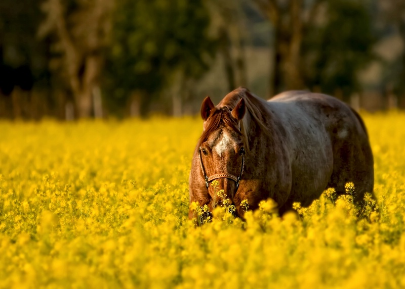 Woody in the Mustard