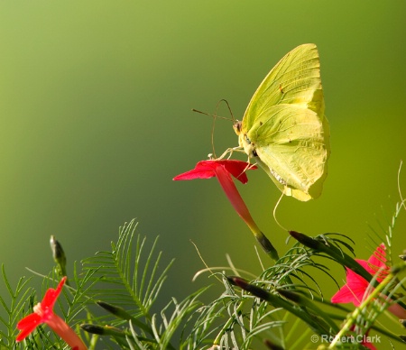 Butterfly on Cypress 