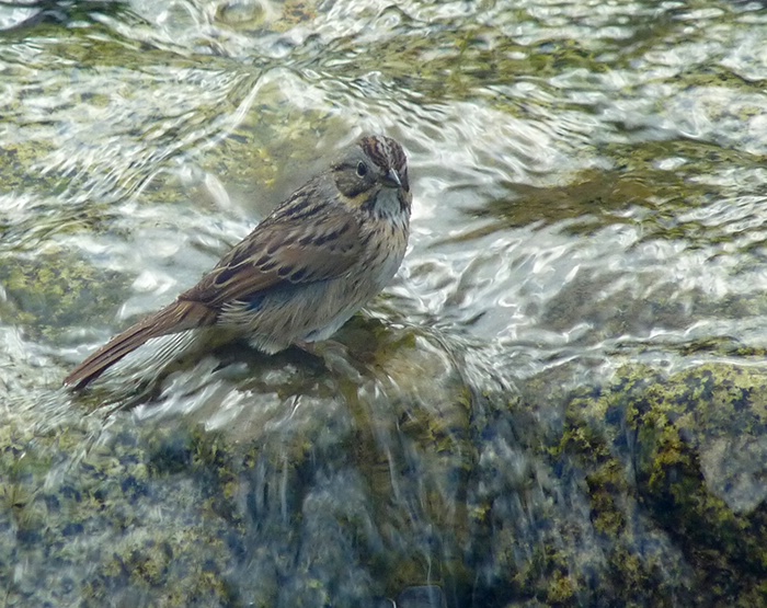 Lincoln's Sparrow in Backyard Stream - ID: 10109879 © John Tubbs