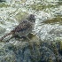2Lincoln's Sparrow in Backyard Stream - ID: 10109879 © John Tubbs