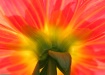 Backlit Dahlia