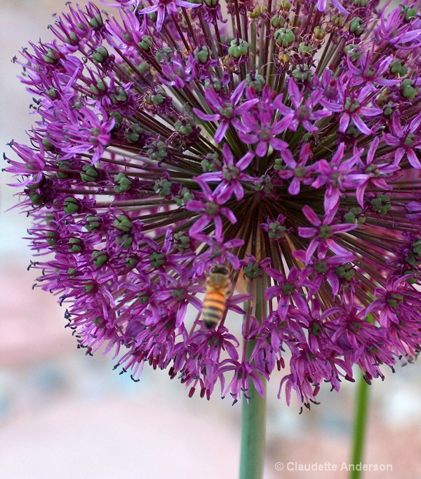 Elephant Garlic with visiting bee