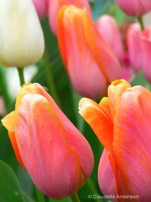 Pink tulips with 1 white tulip