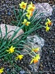 1st daffodils 