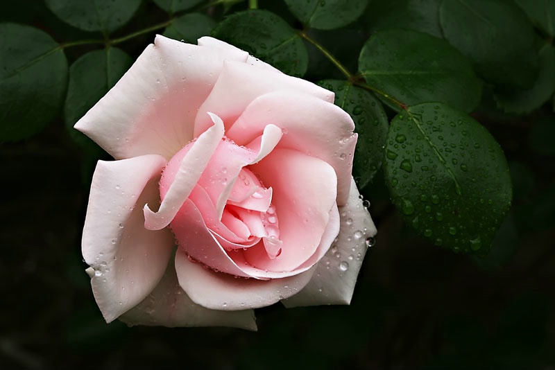 Pink Rose