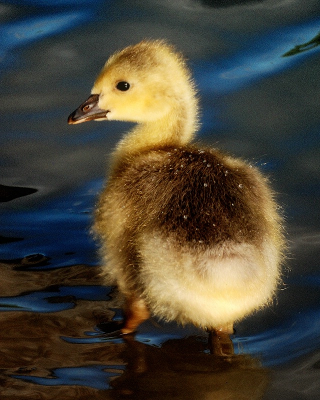 A Little Quacker