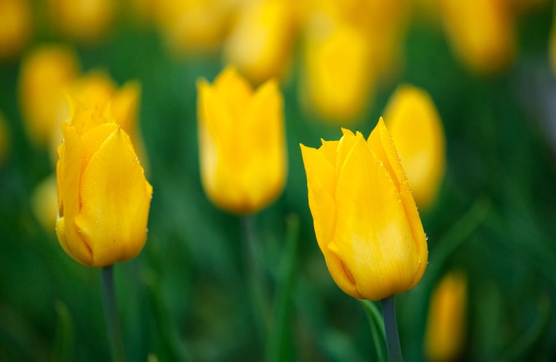 Yellow tulips 