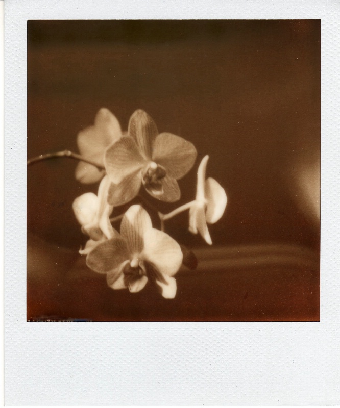 polaroid sx 70 px 100 orchid e