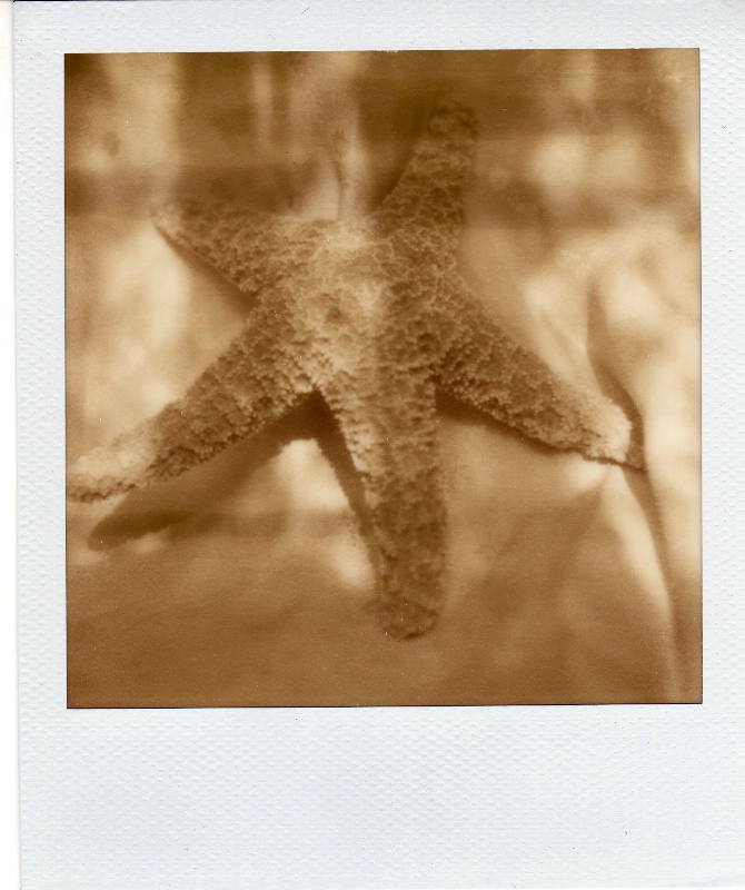 polaroid sx 70 px 100 starfish