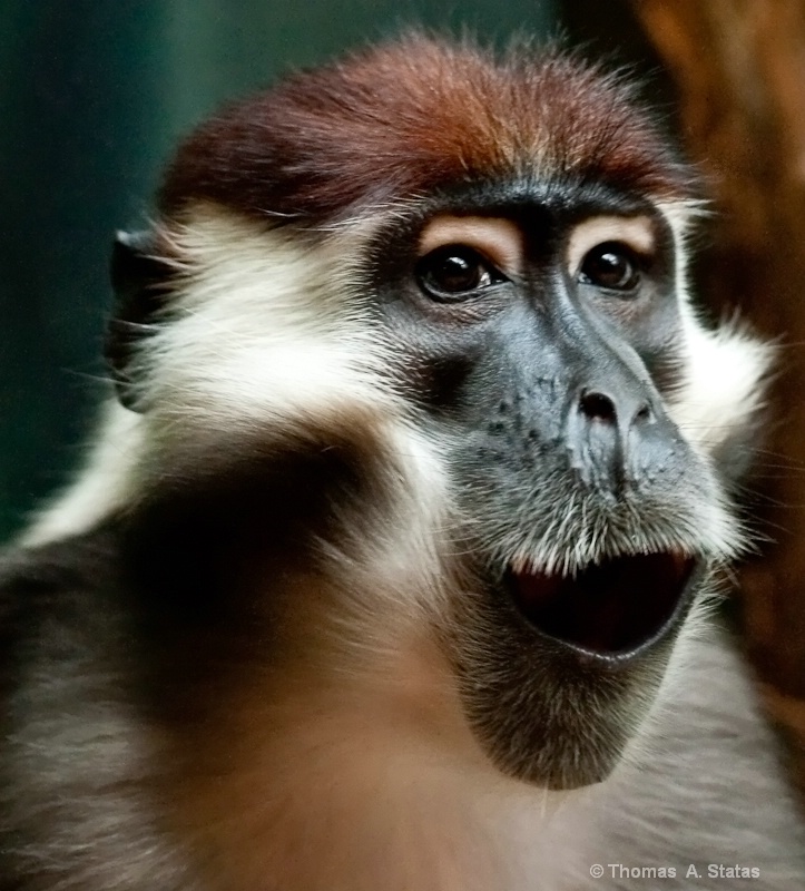 tom statas monkey zoos
