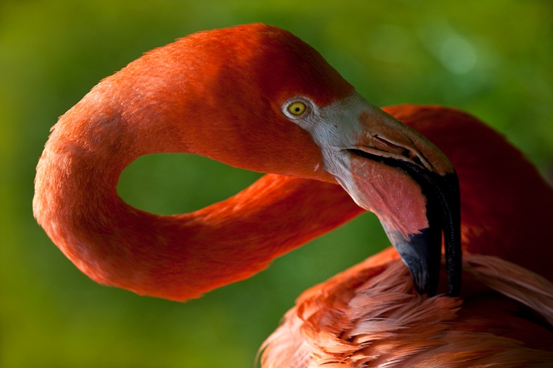 Flexible Flamingo