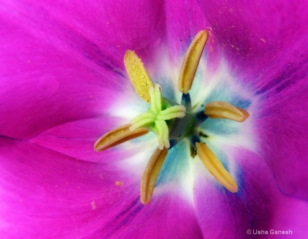 Fuchsia Tulip Heart