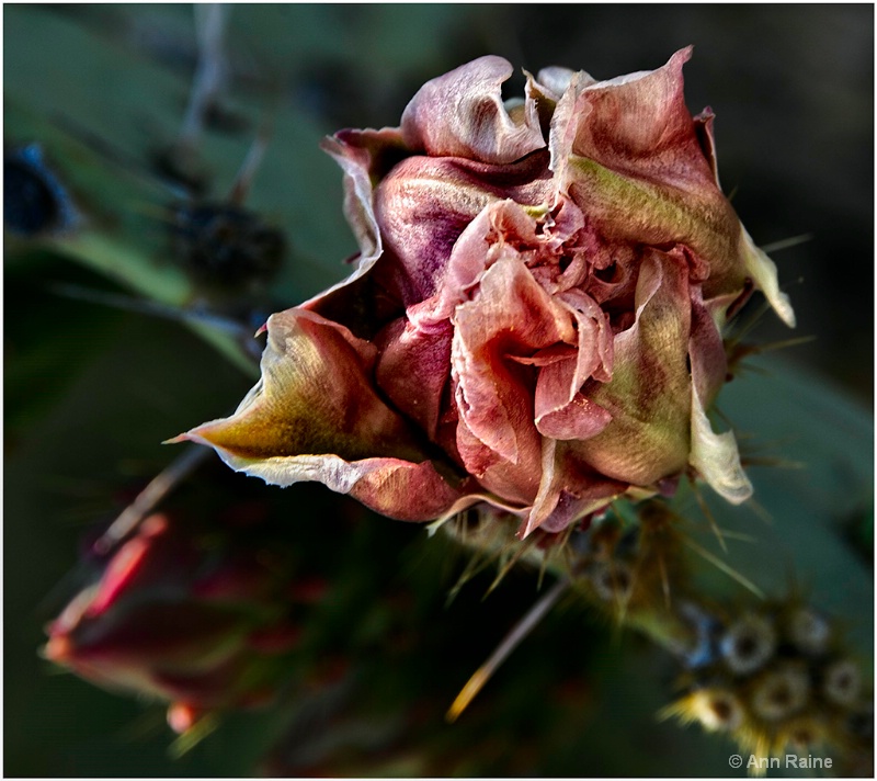 Prickly Pear Flower #2